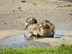 Alopochen aegyptiaca