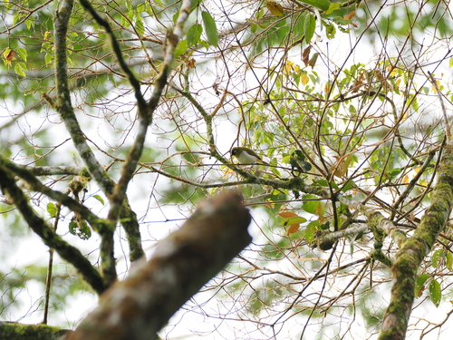 Black-crowned White-eye (Zosterops atrifrons), photo 3