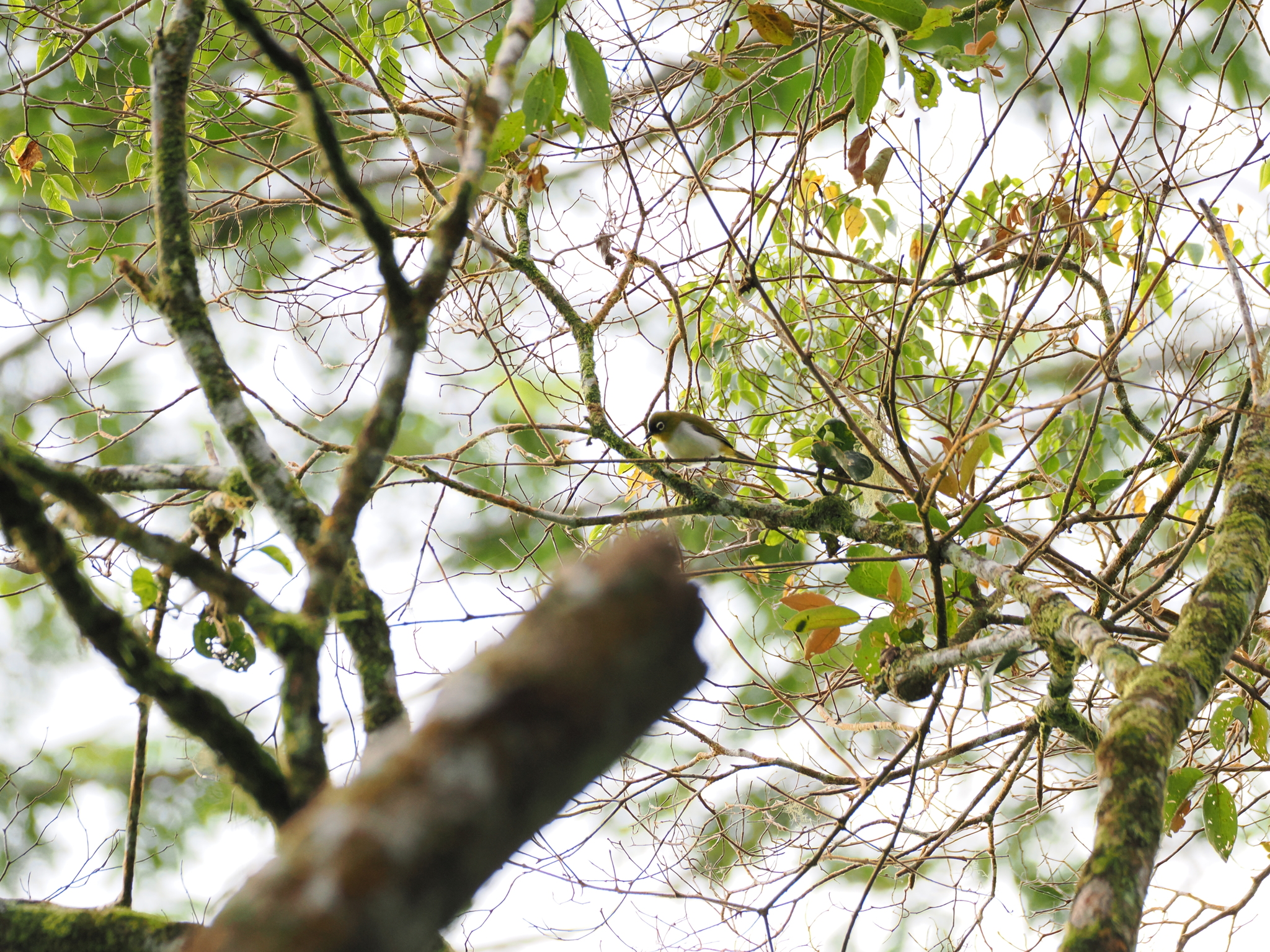 Black-crowned White-eye (Zosterops atrifrons), photo 3