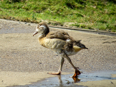 Alopochen aegyptiaca