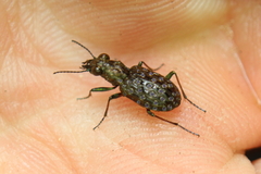 Elaphrus riparius