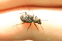 Elaphrus riparius