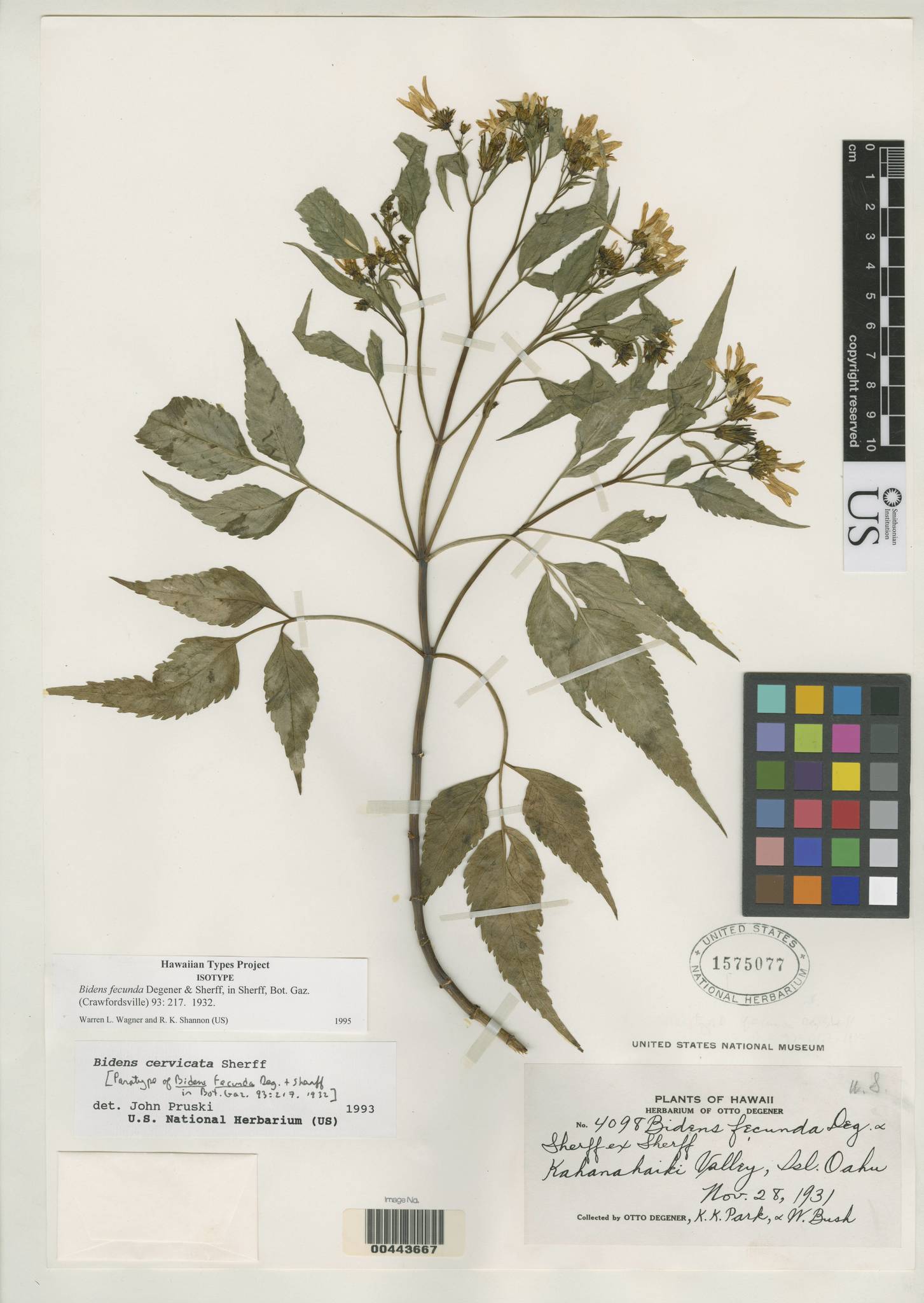 Bidens cervicata