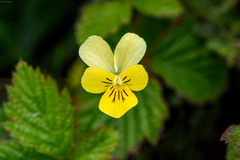 Viola tricolor curtisii