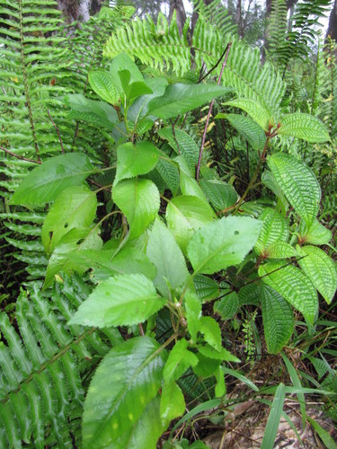 bog beggarticks (Bidens conjuncta)