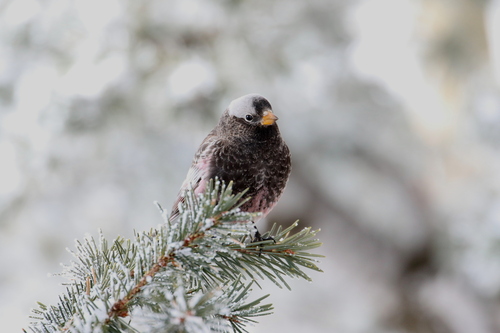 Black Rosy Finch (Leucosticte atrata), photo 8