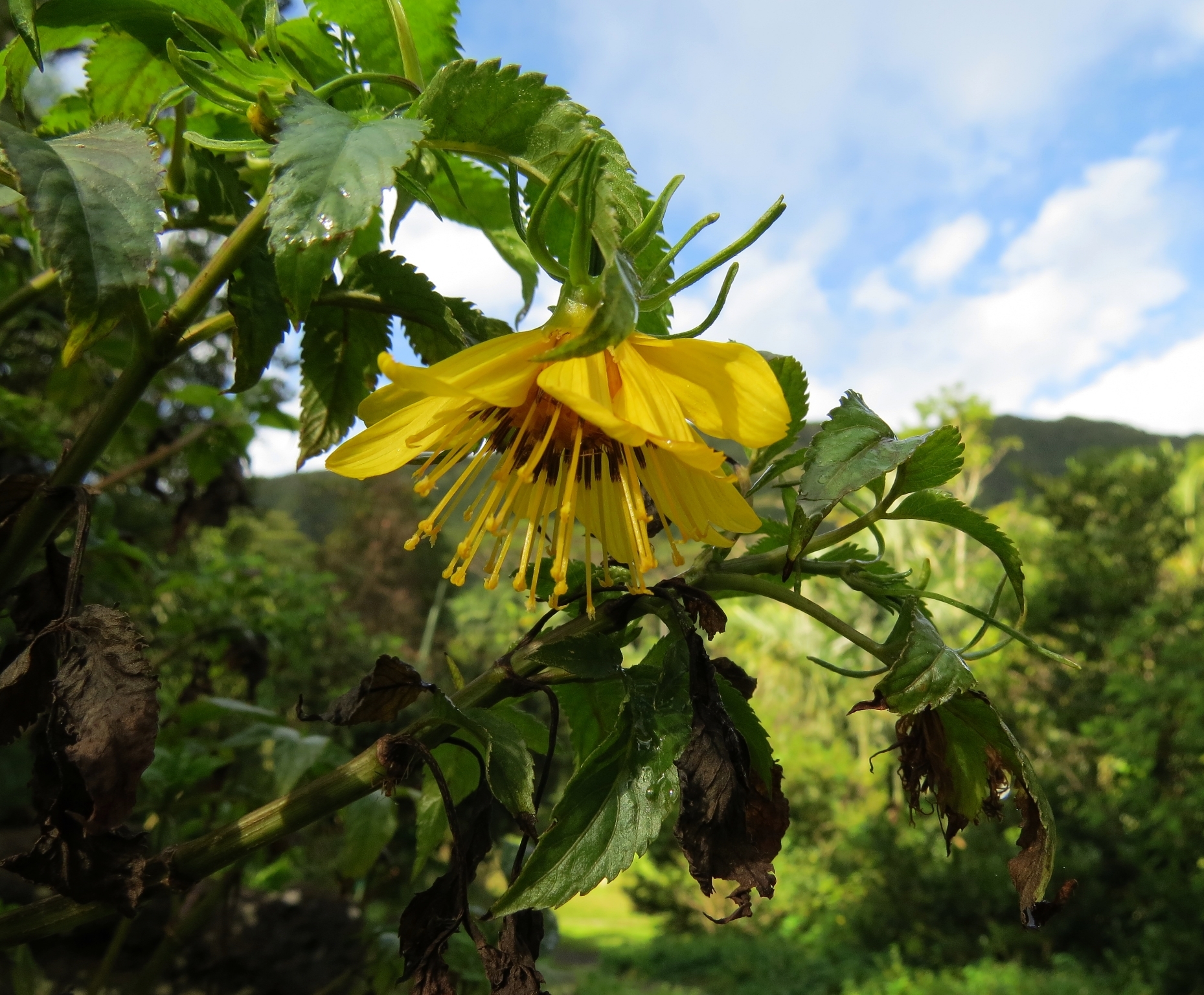 Bidens cosmoides