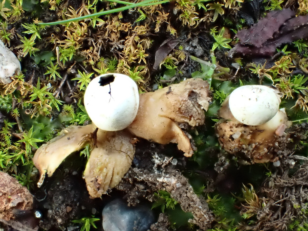 Geastrum sp. 'CA11'