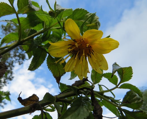 Bidens cosmoides