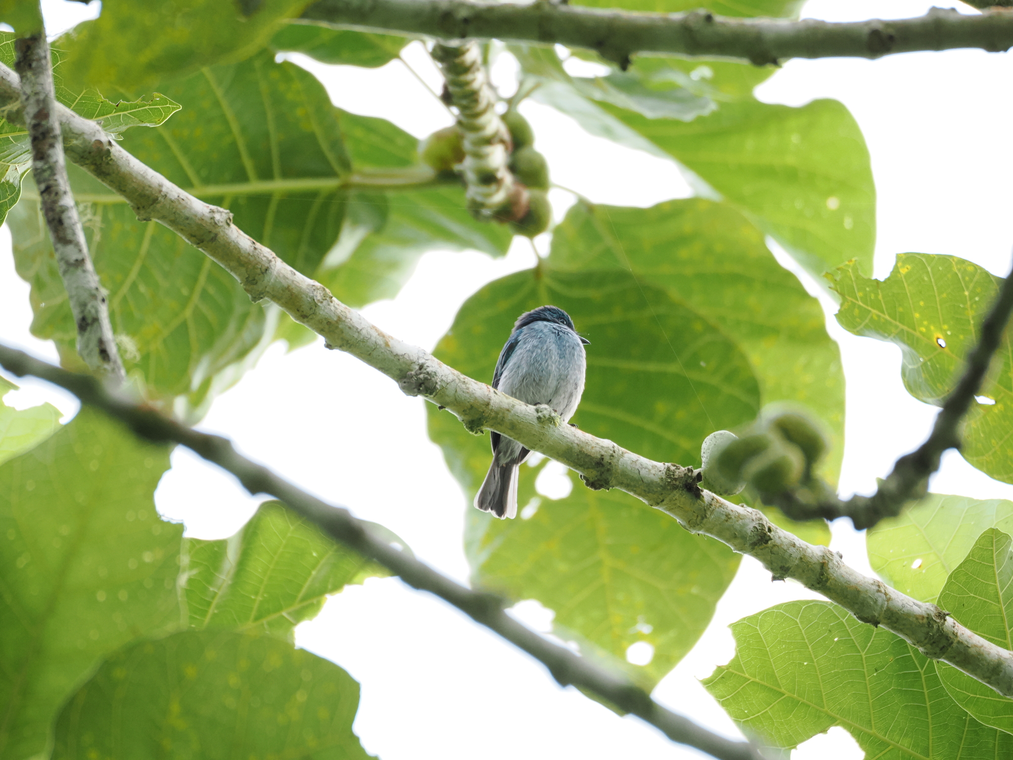 Turquoise Flycatcher (Eumyias panayensis), photo 1