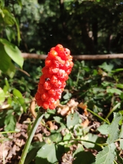 Arum cylindraceum