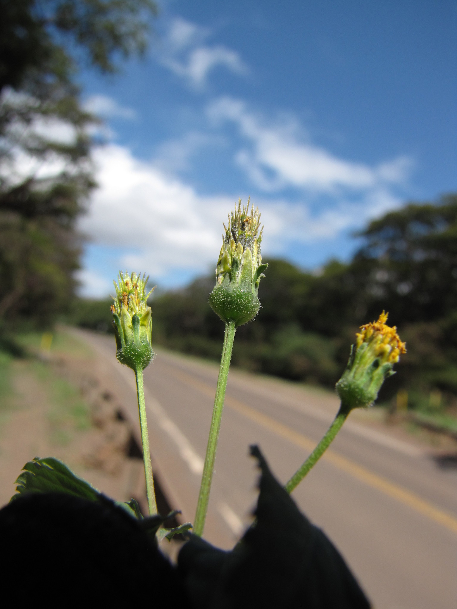 Bidens cynapiifolia