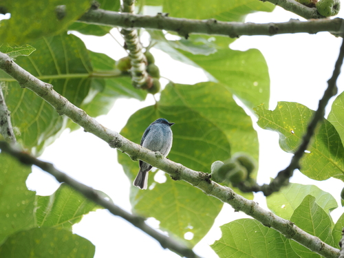 Turquoise Flycatcher (Eumyias panayensis), photo 2