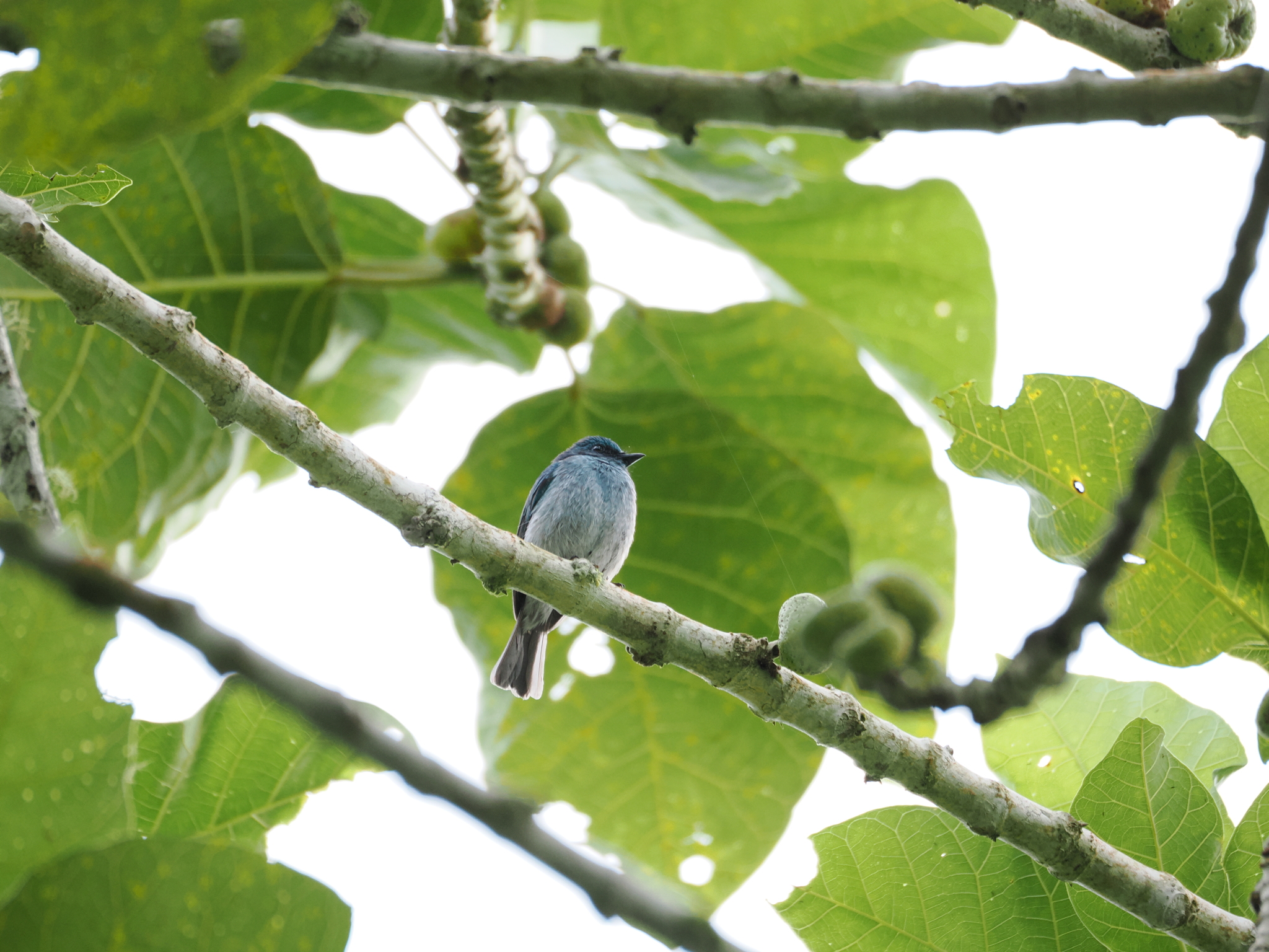 Turquoise Flycatcher (Eumyias panayensis), photo 2