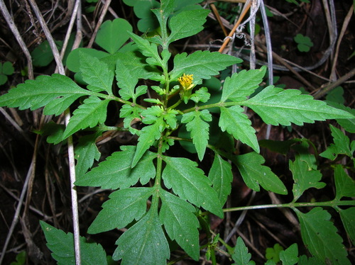 Bidens cynapiifolia