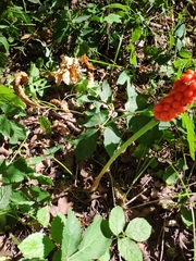 Arum cylindraceum