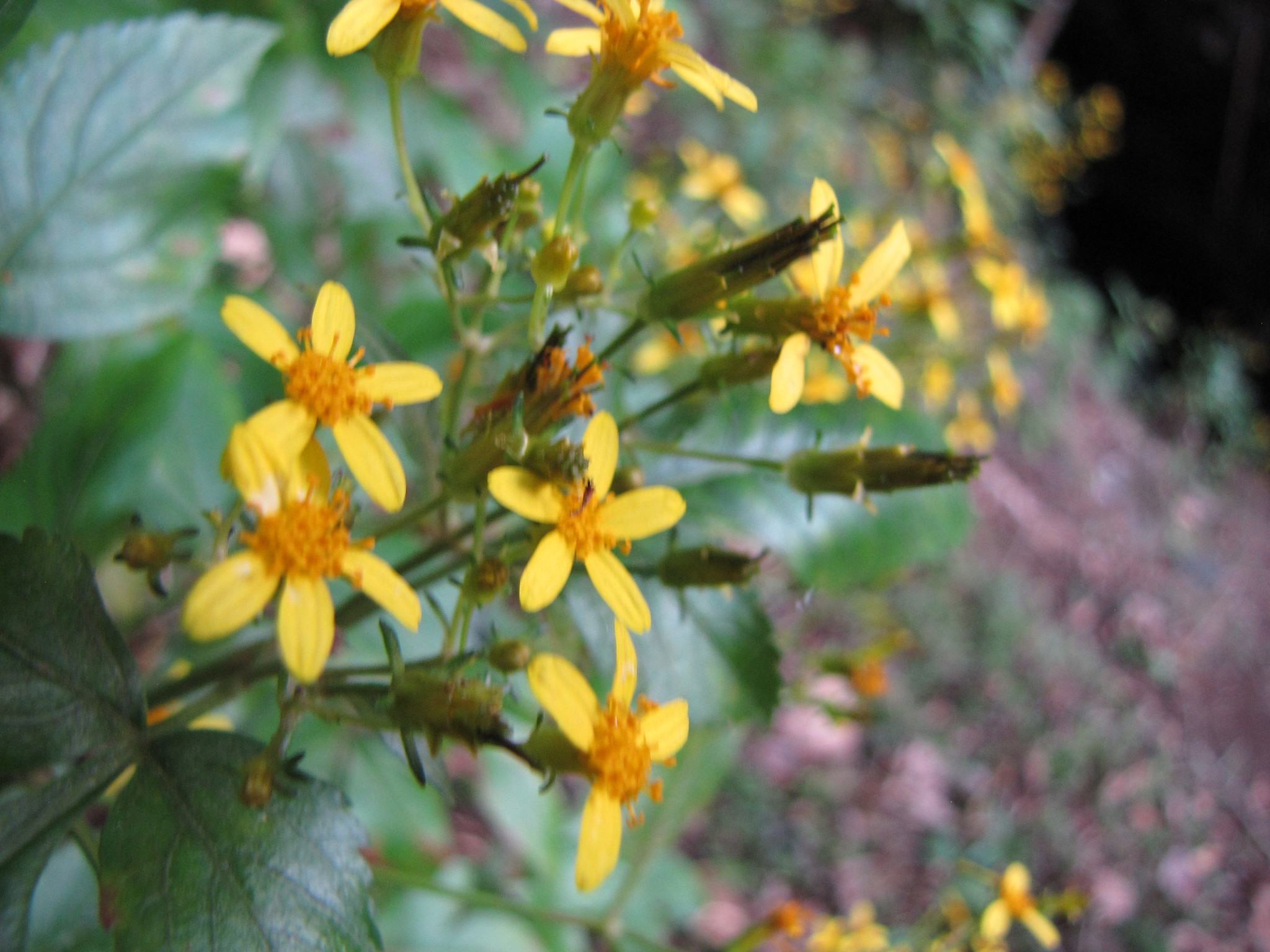 Bidens forbesii
