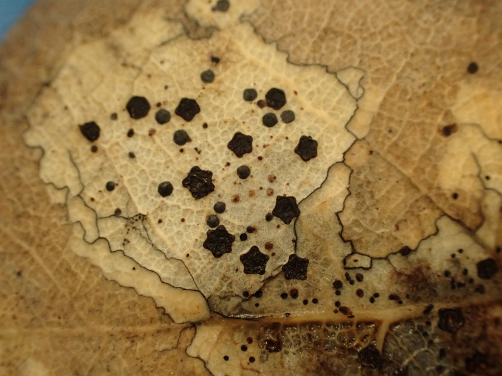 oak map fungus