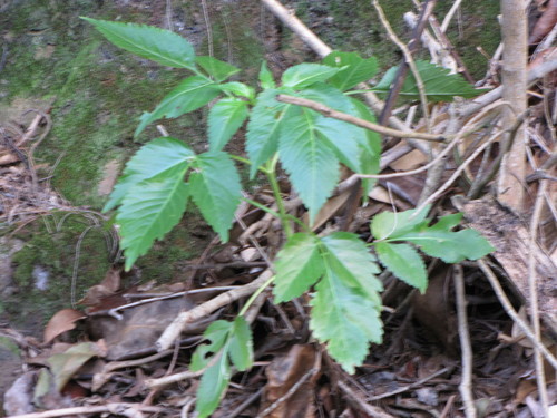 Bidens forbesii