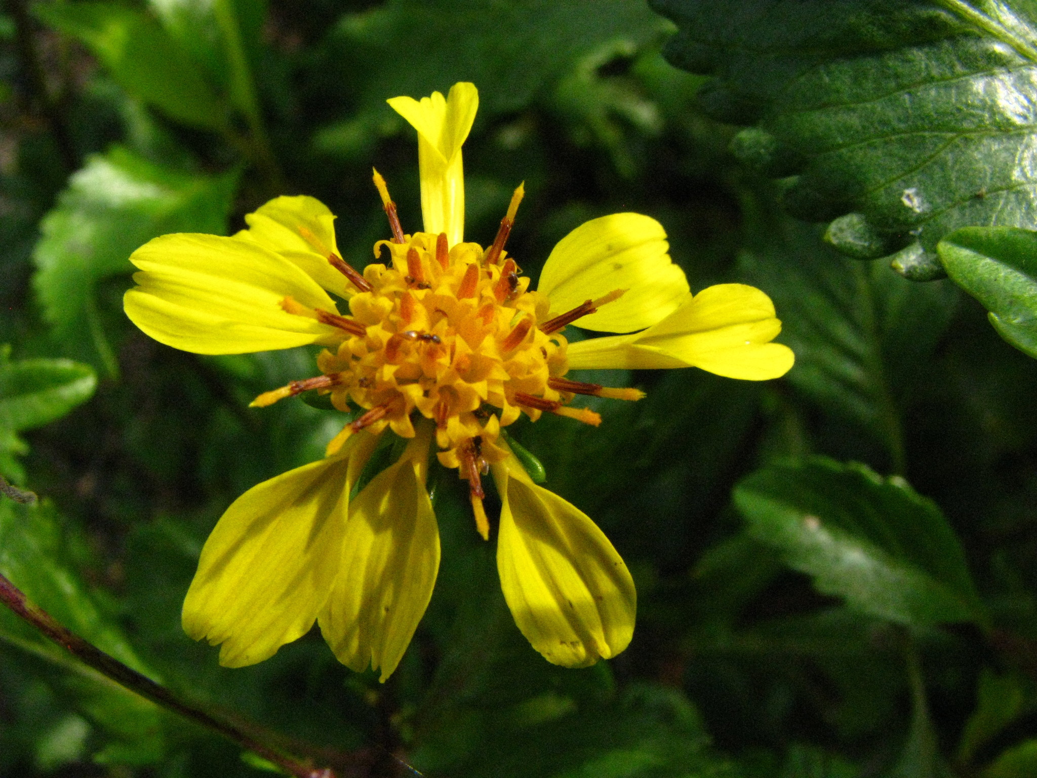 Bidens hawaiensis