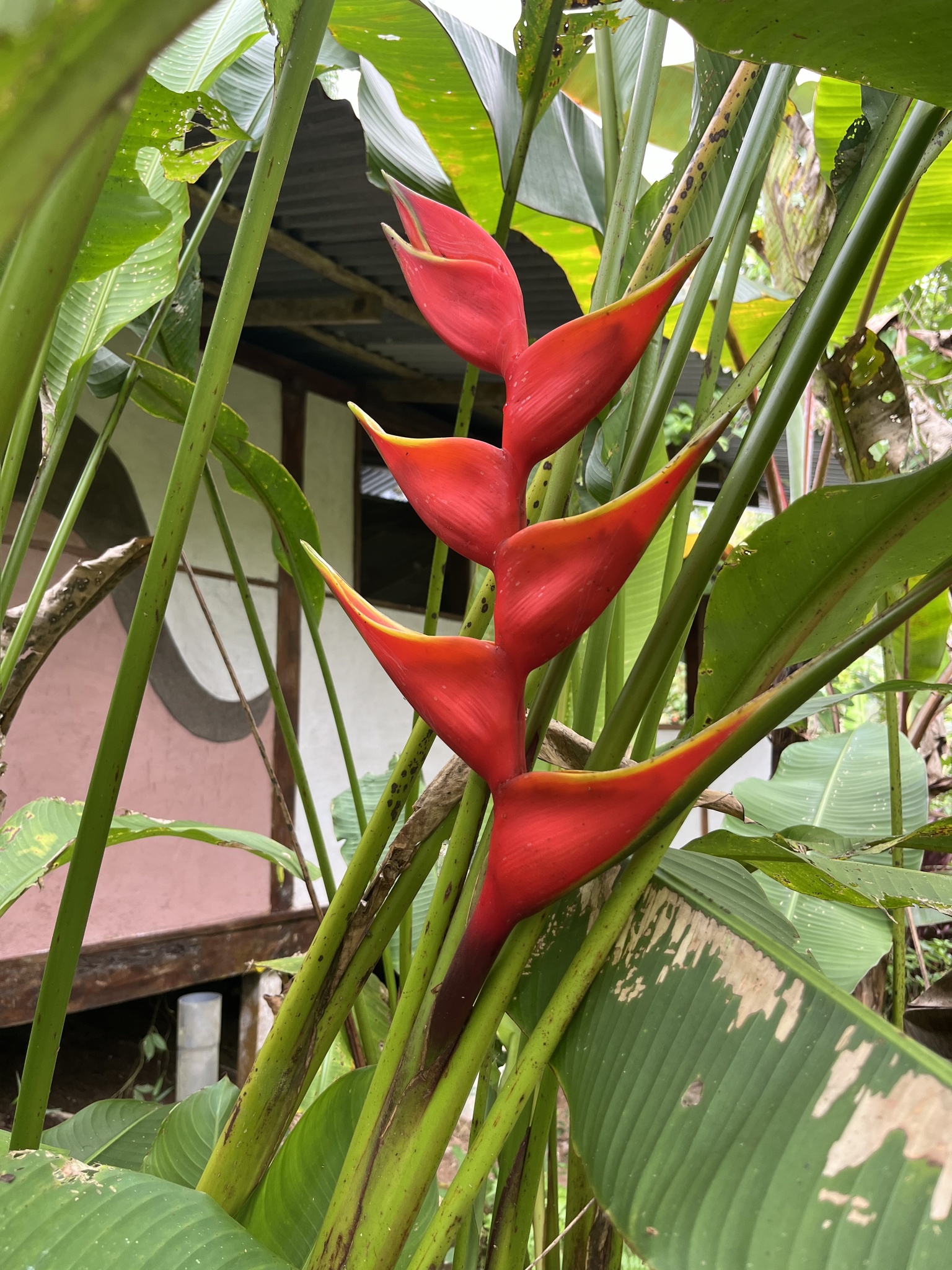 Imagem de Bananeira-de-jardim