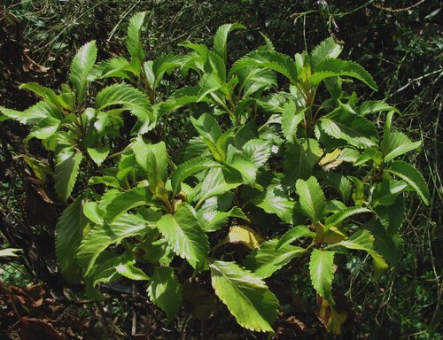Bidens hawaiensis