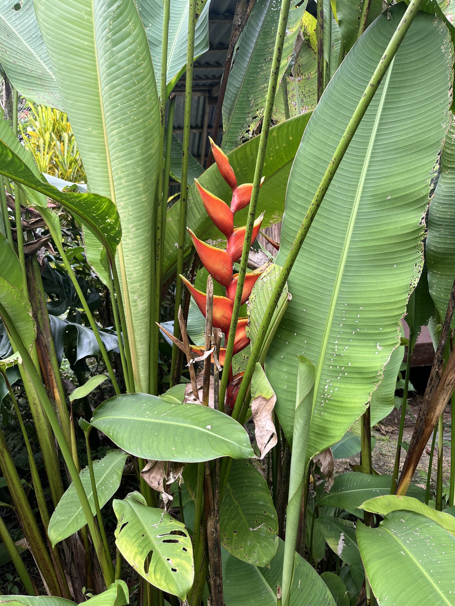 Imagem de Bananeira-de-jardim