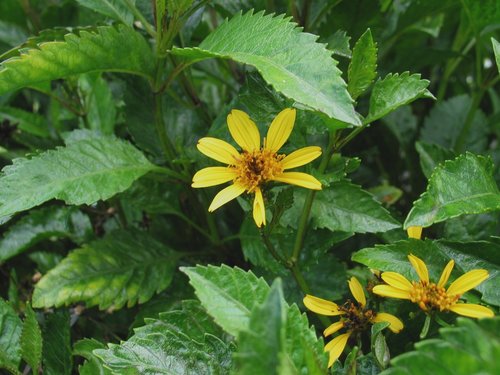Bidens hawaiensis