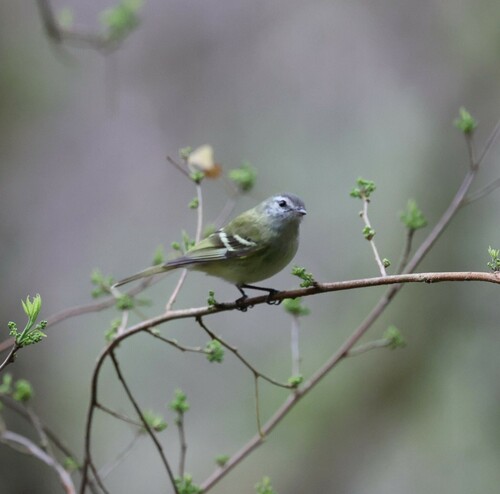 Sclater's Tyrannulet (Phyllomyias sclateri), photo 6