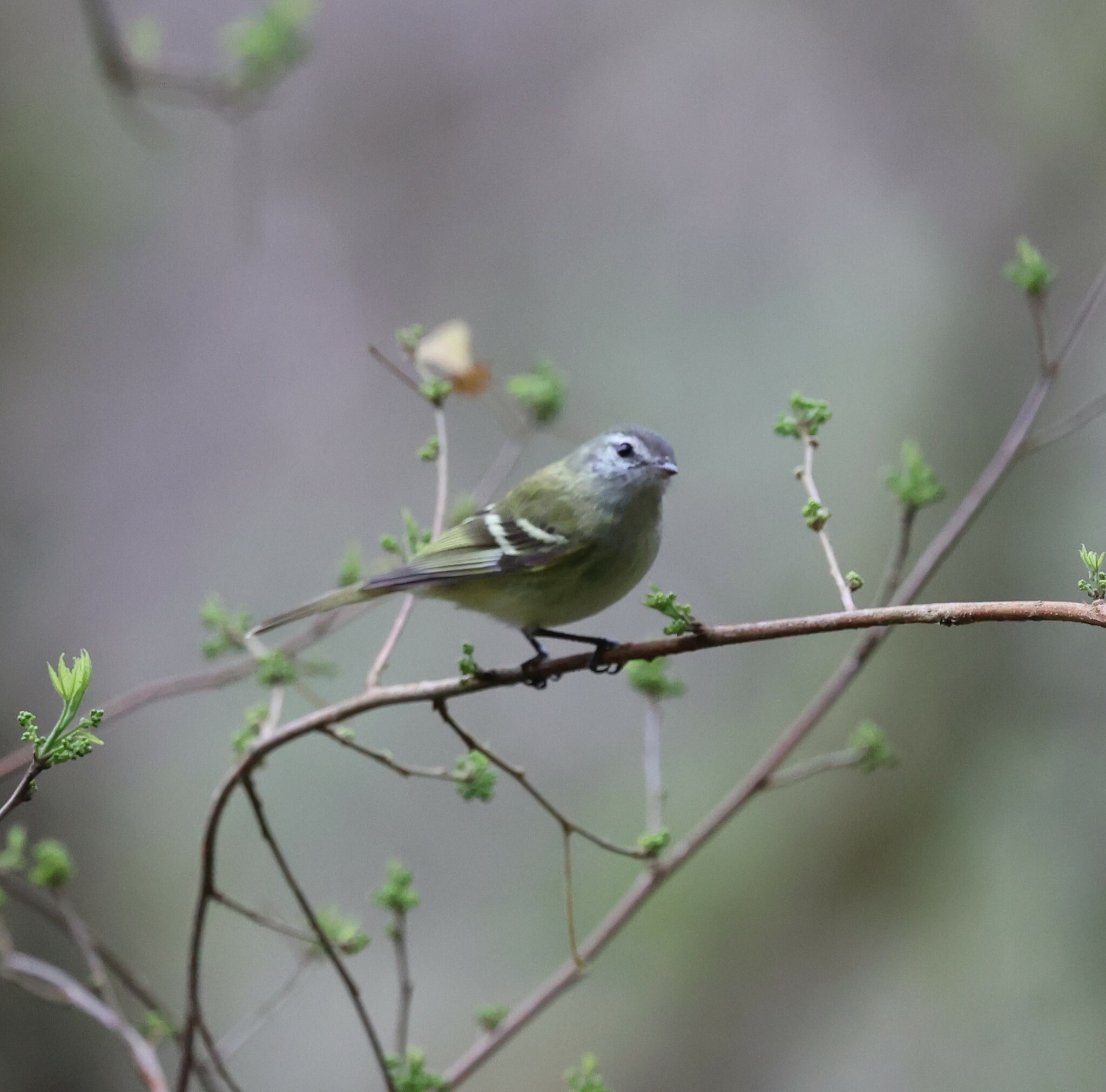 Sclater's Tyrannulet (Phyllomyias sclateri), photo 4