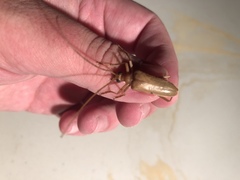 Centrodera