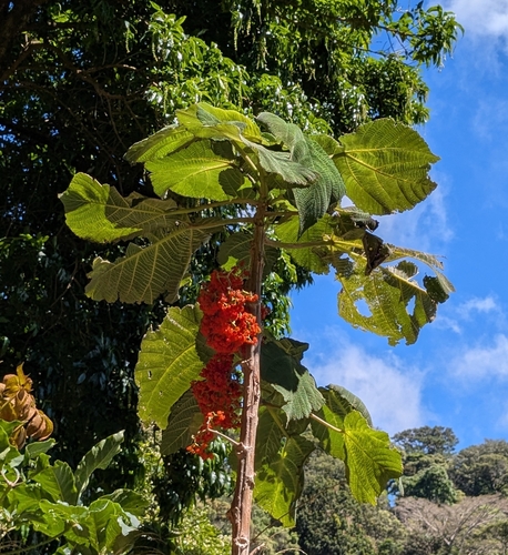 Foto de Urtiga-branca