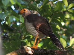 Micrastur ruficollis