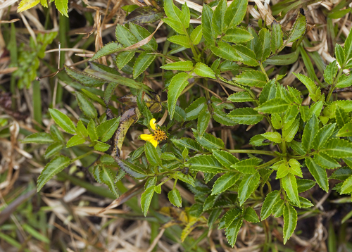 largefruit beggarticks (Bidens macrocarpa)
