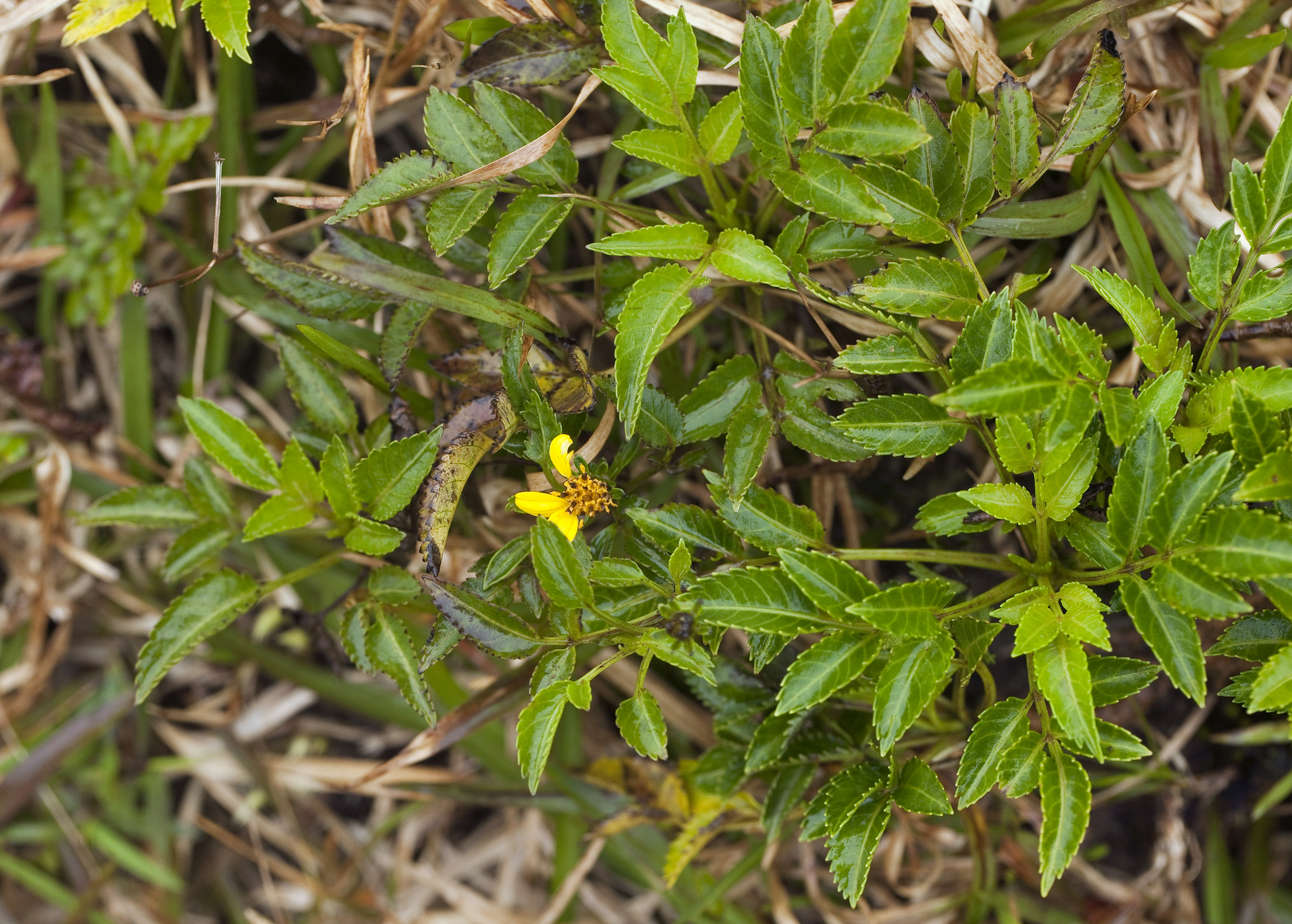 Bidens macrocarpa