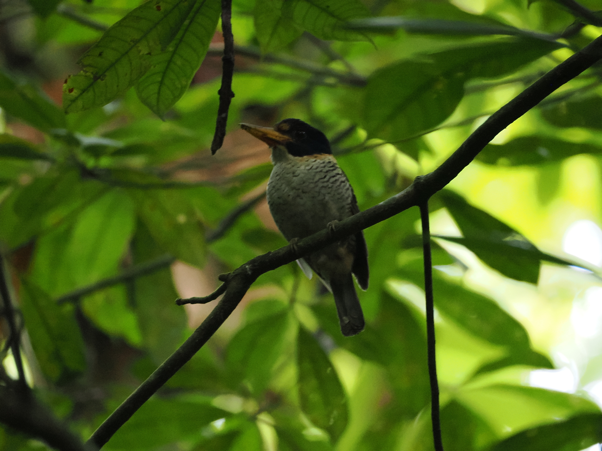 Scaly-breasted Kingfisher (Actenoides princeps), photo 5