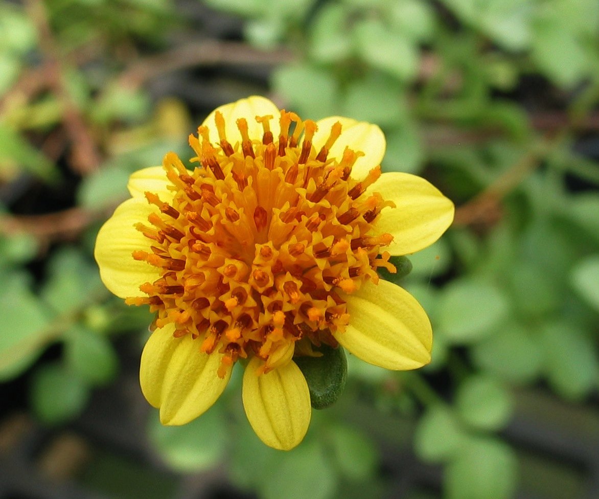 Bidens mauiensis