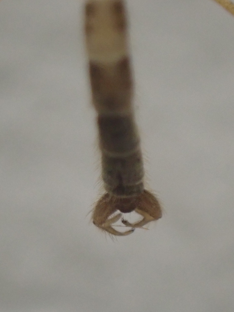 Protanyderus margarita