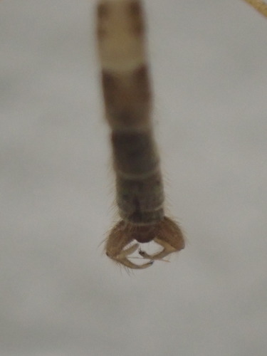 Protanyderus margarita