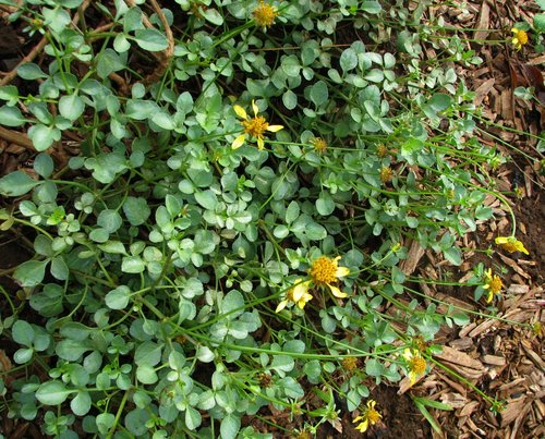 Bidens mauiensis