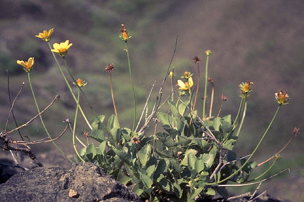 Bidens molokaiensis