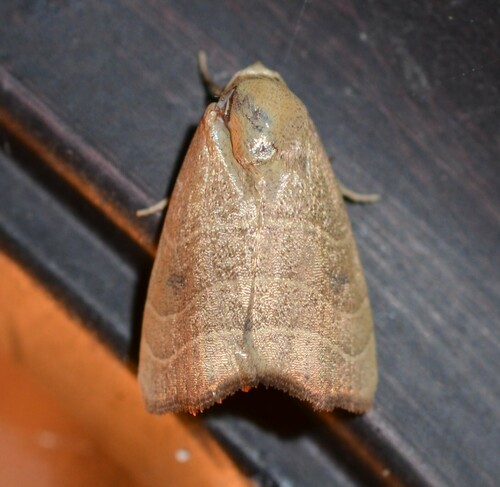Wavy-lined Mallow Moth photo 5