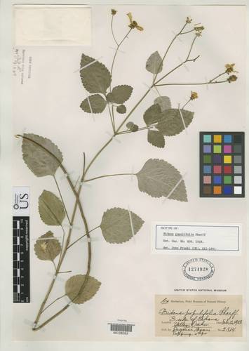 Bidens populifolia