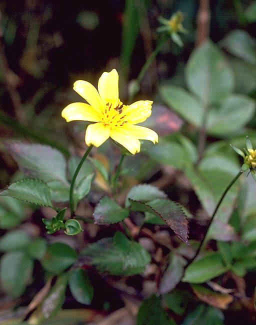 Bidens valida