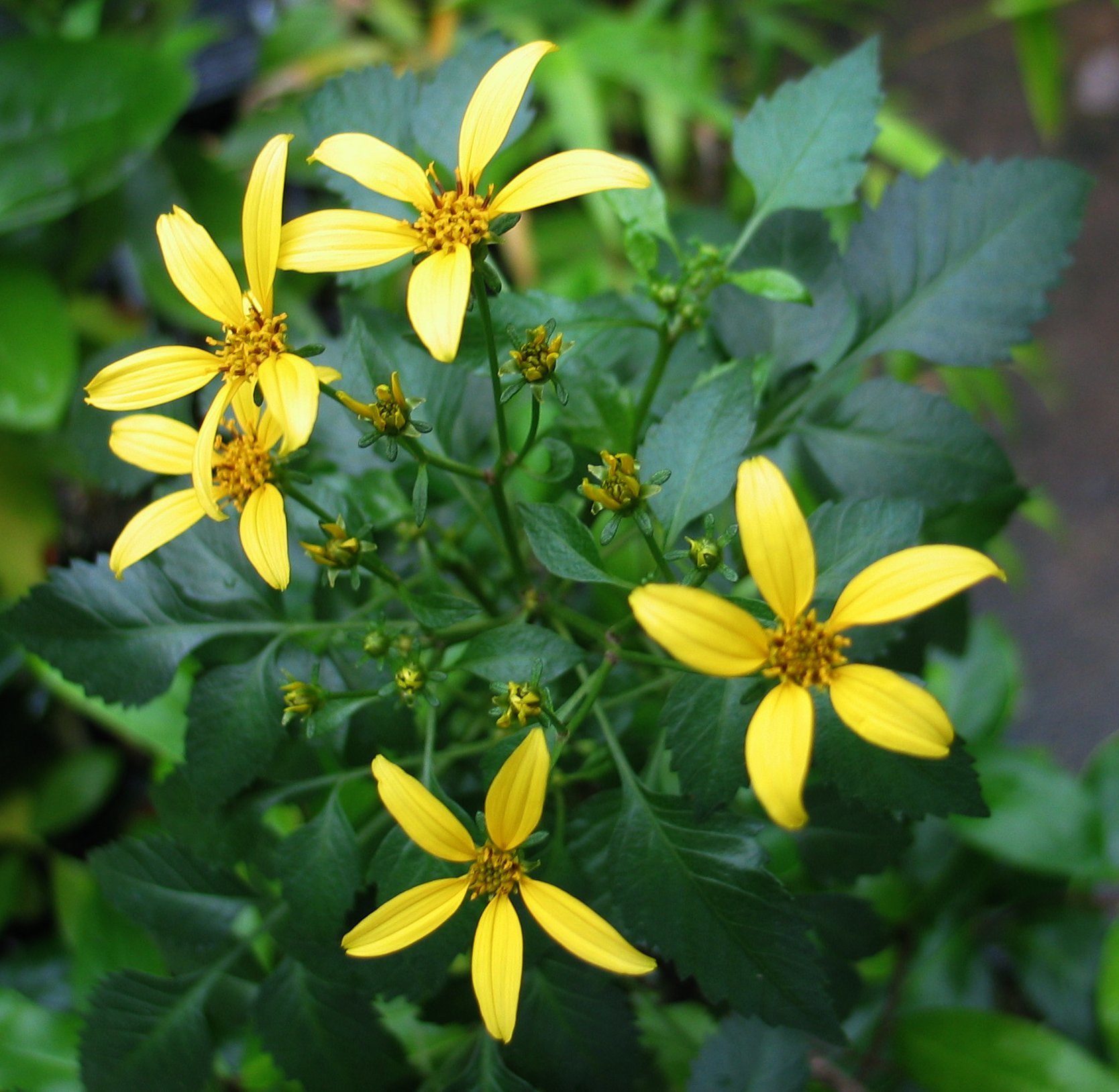 Bidens wiebkei