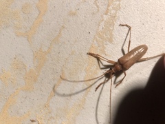 Centrodera