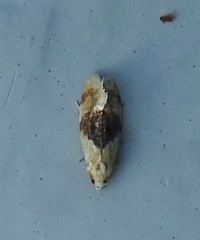 Cochylis bucera