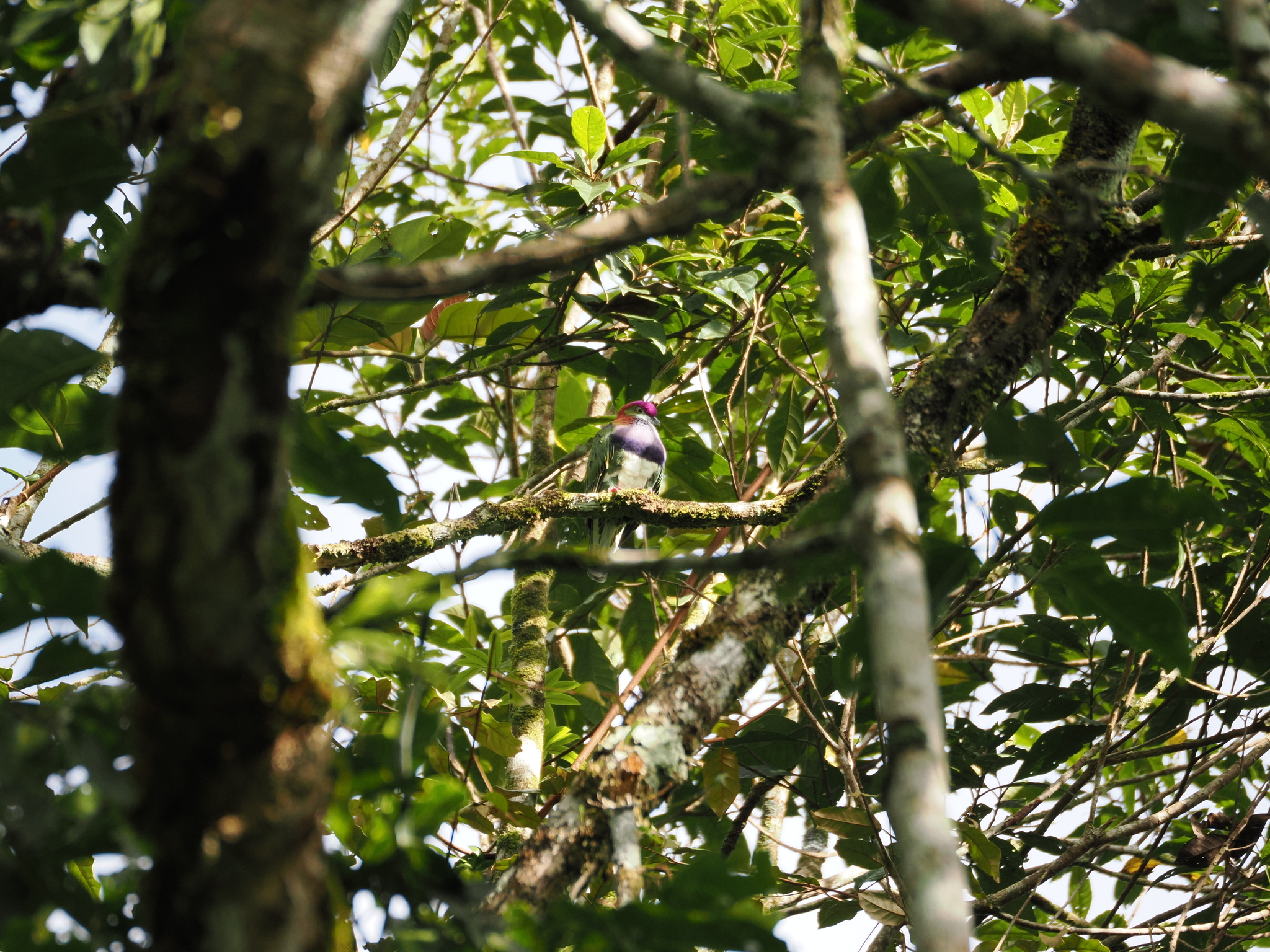 Superb Fruit Dove (Ptilinopus superbus), photo 9