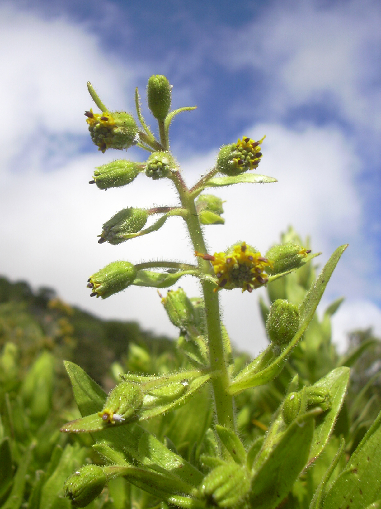 Dubautia arborea