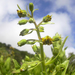 Mauna Kea Dubautia - Photo (c) Forest and Kim Starr, some rights reserved (CC BY)